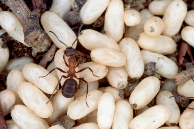 Vivre en société - les fourmis rousses - La reproduction des fourmis - 2mn 57s